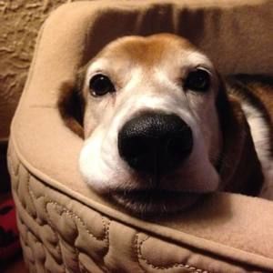 Meet your Posher, Lindsay